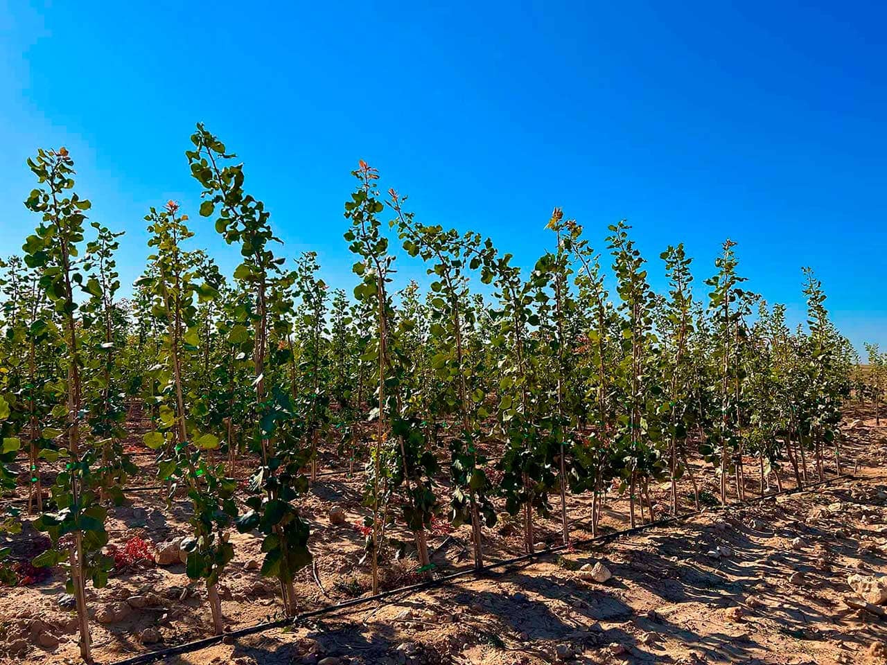 Plantación de pistacheros del vivero de Mister Pistacho en Toledo.